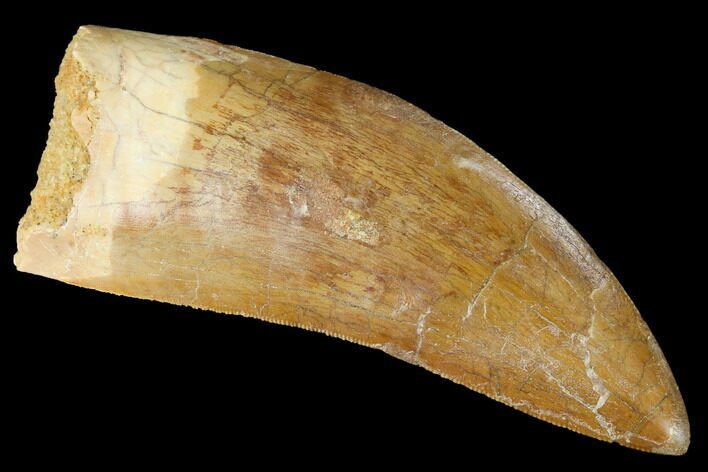Serrated, Carcharodontosaurus Tooth - Real Dinosaur Tooth #169707